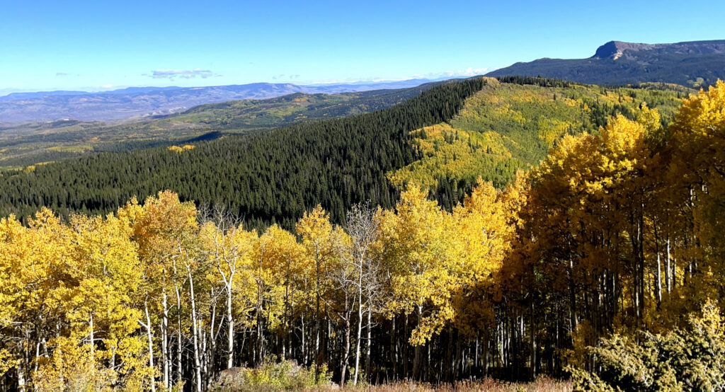 Fall Aspens in Northern Colorado Mountains
