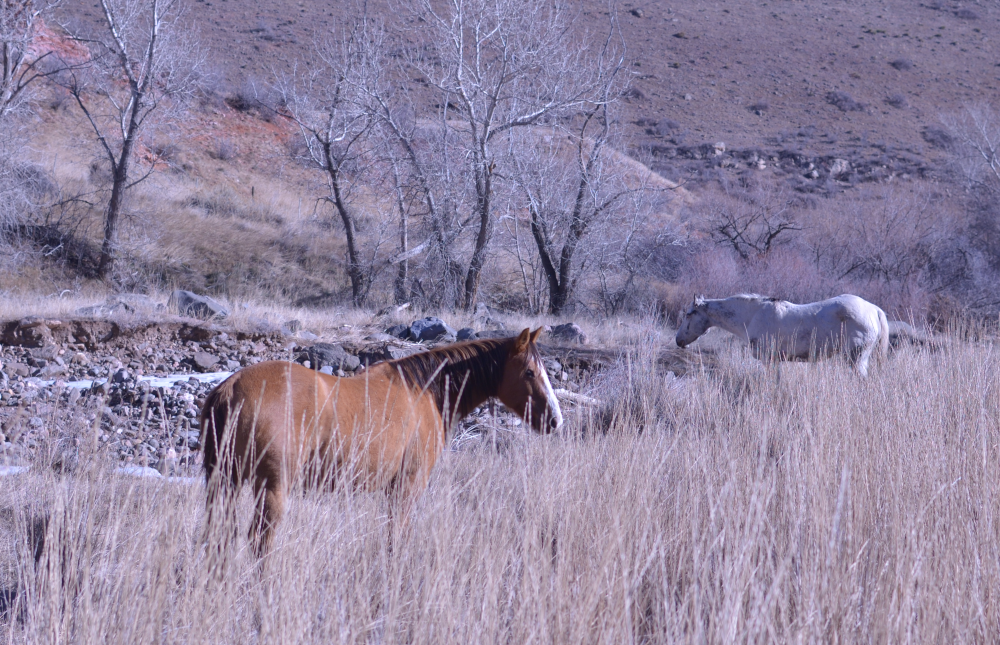 Horses in pasture near Grand Junction Colorado